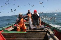 Pesca - Diario Puerto Varas