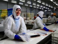 Imagen de SalmónChile - Investigación aborda participación femenina en industria salmonera