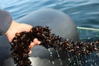 Científicos detectan disminución de toxinas en fiordo de Reloncaví