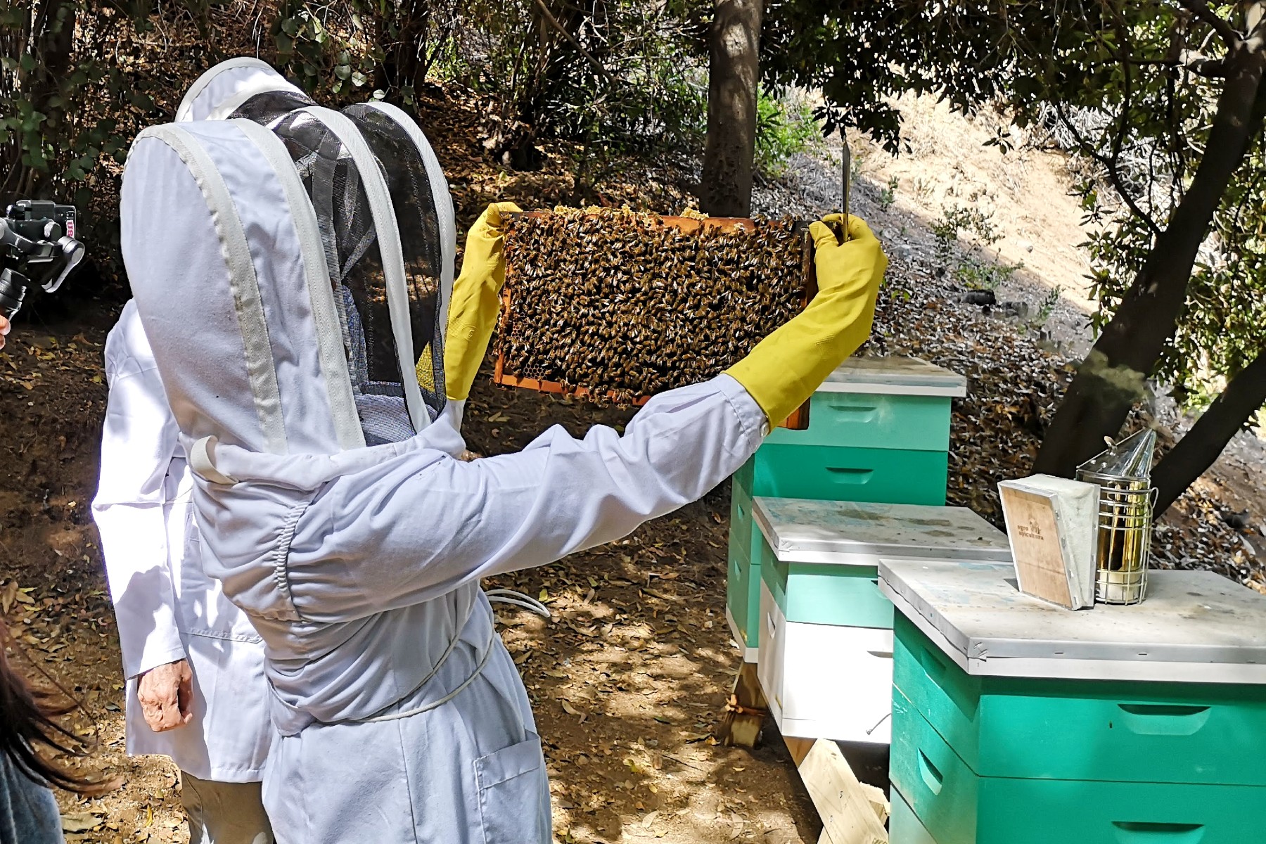 Estudian trasladar colmenas al sur del país para reducir merma de miel