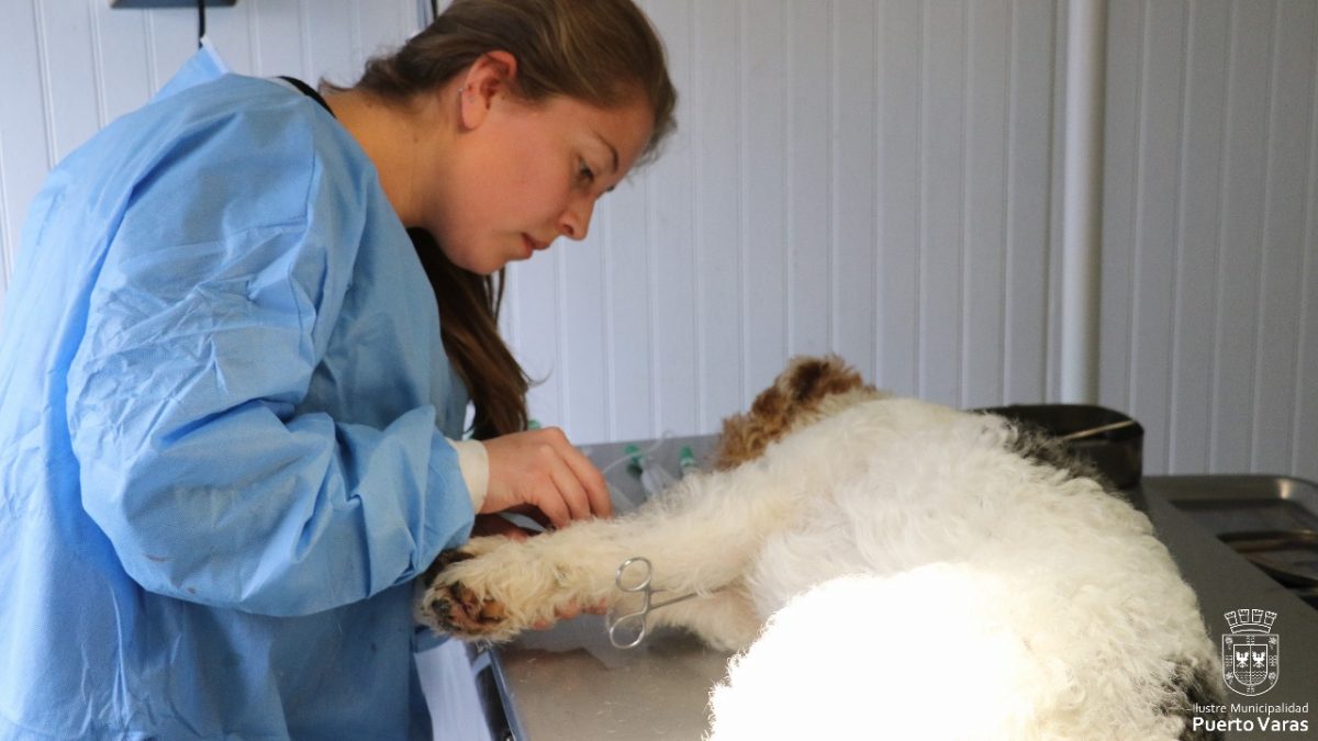 Diario Puerto Varas Noticias Actualidad Operativos Veterinarios Tenencia Responsable de Mascotas
