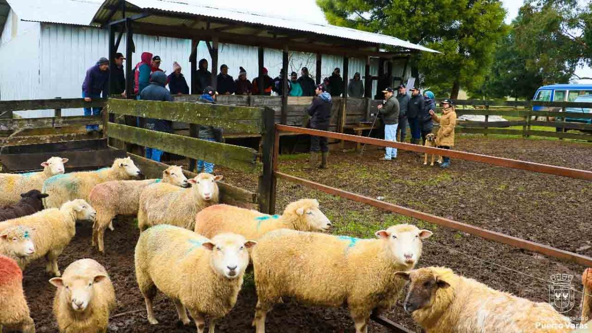 Diario Puerto Varas Noticias Actualidad