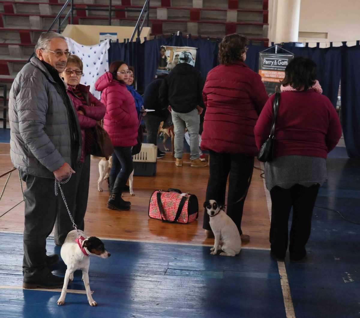 Diario Puerto Varas Operativo de Esterilización