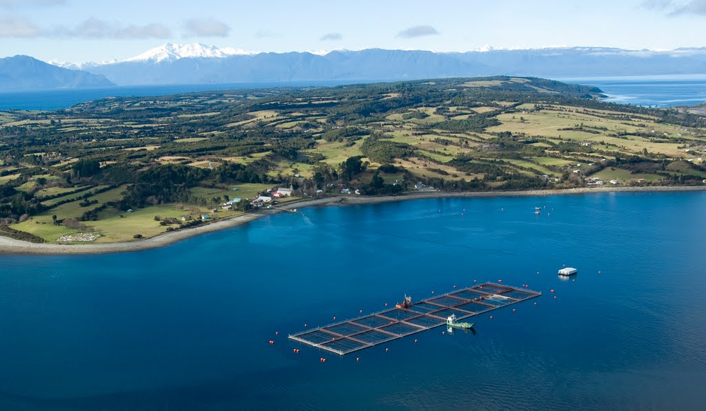 Diario Puerto Varas Fuga de salmones en Isla Huar