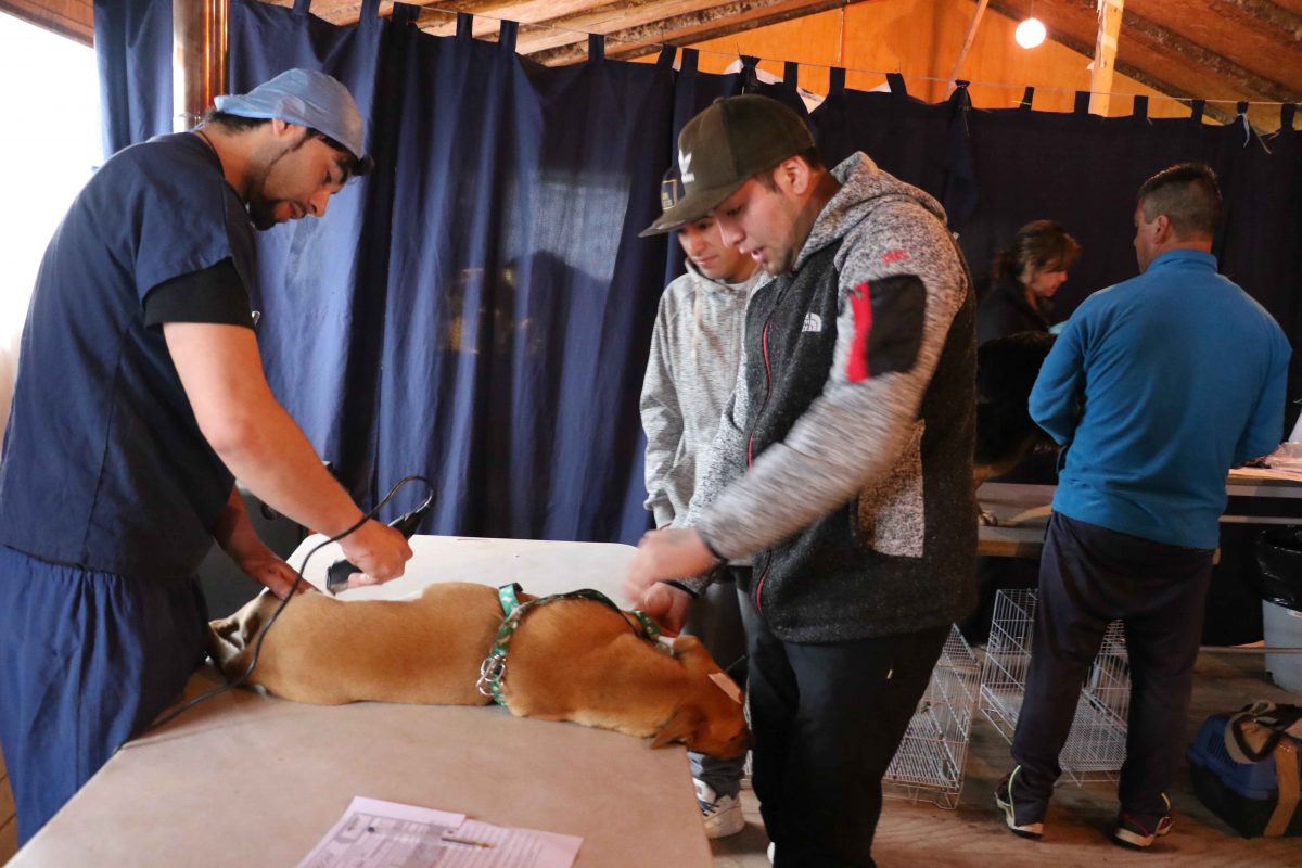 Diario Puerto Varas Esterilización de mascotas Puerto Varas