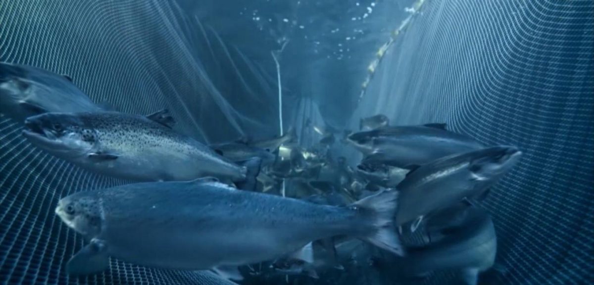 Recaptura de salmones - Diario Puerto Varas