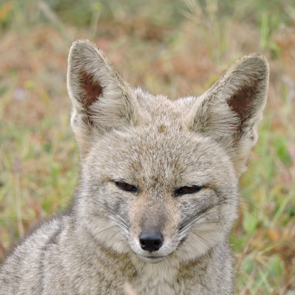 zorro chilla (Lycalopex griseus) - Diario Puerto Varas