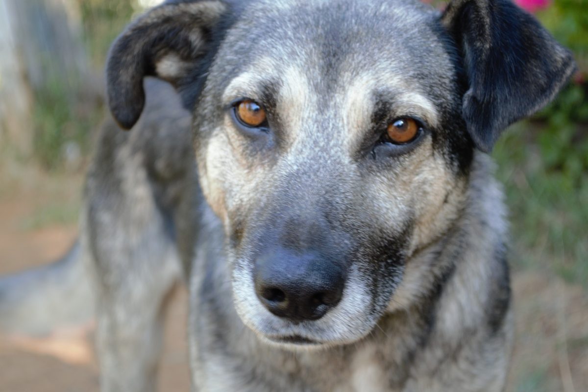 Perro de la calle
