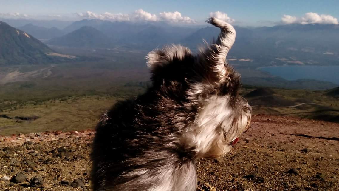 Tenencia Responsable de Animales de Compañía - Diario Puerto Varas