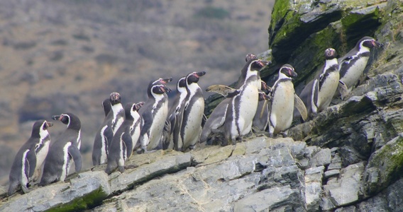 Pinguino de Humboldt - No Dominga - Diario Puerto Varas