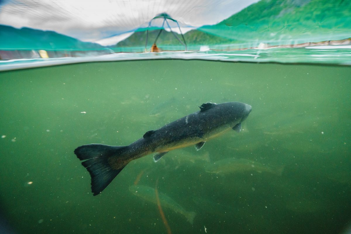 Patagonia estrena en Chile “Artifishal”, el documental que muestra el devastador daño ambiental que genera la industria salmonera en el mundo - Diario Puerto Varas
