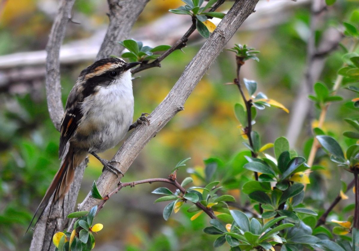 Aves, ayudando a su conservación - Diario Puerto Varas