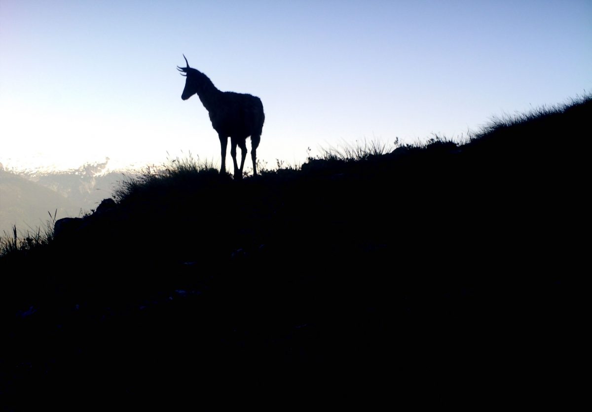 Huemul - Tompkins Conservation - Diario Puerto Varas