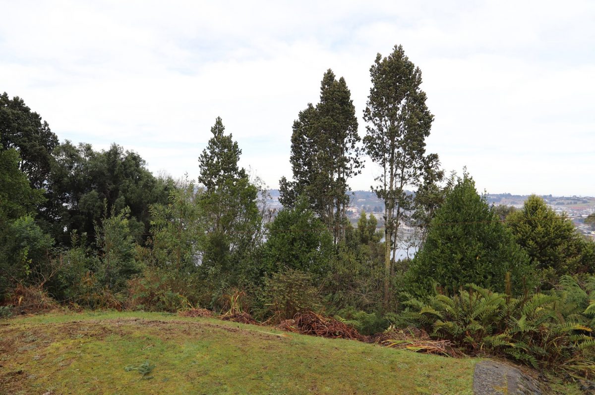 Trabajos de paisajismo en cerro Philippi - Diario Puerto Varas