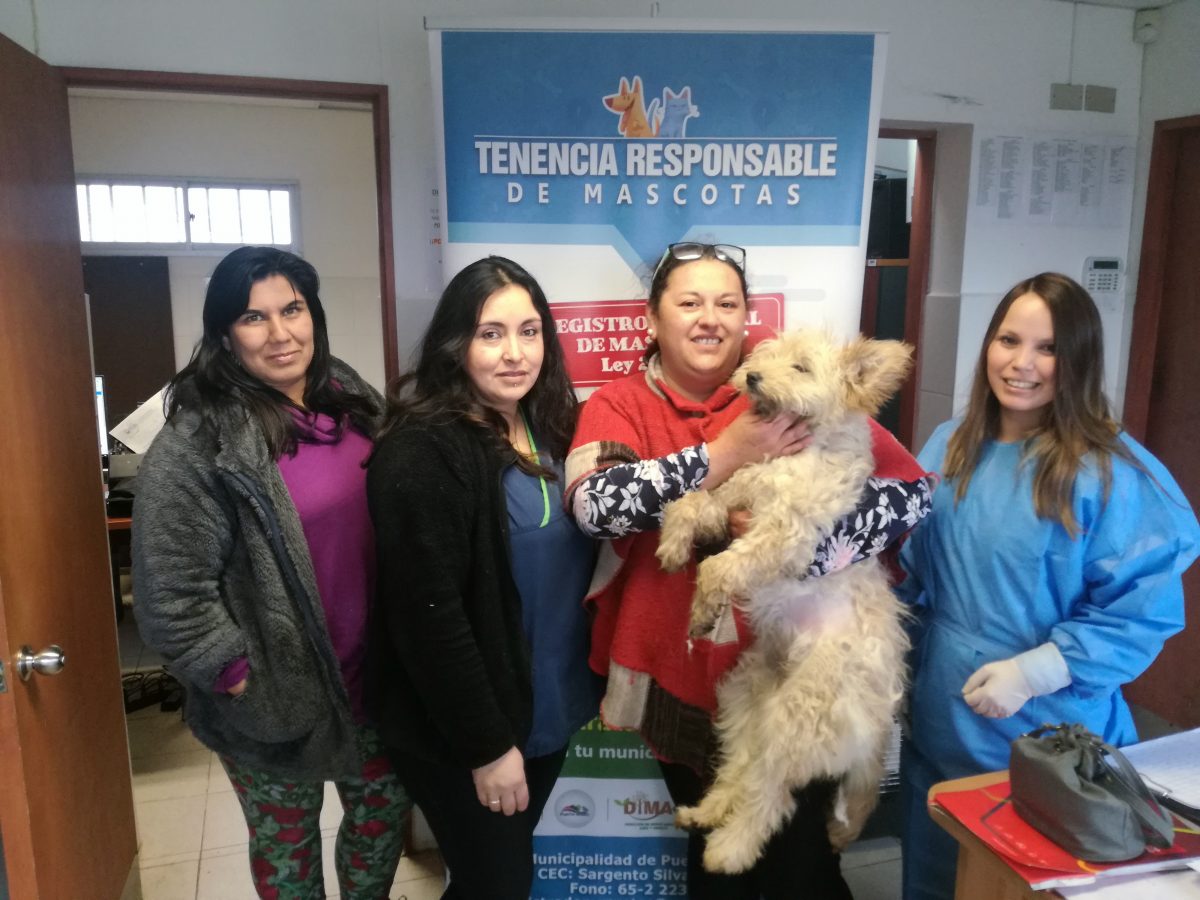 20 mil esterilizaciones de mascotas efectuadas en Puerto Montt -Diario Puerto Varas