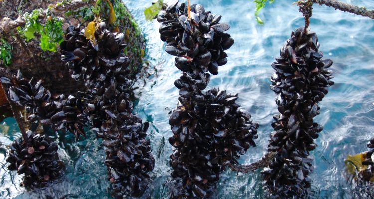 Mejillones Chile - Diario Puerto Varas - Sernapesca incauta casi 6 toneladas de recursos del mar