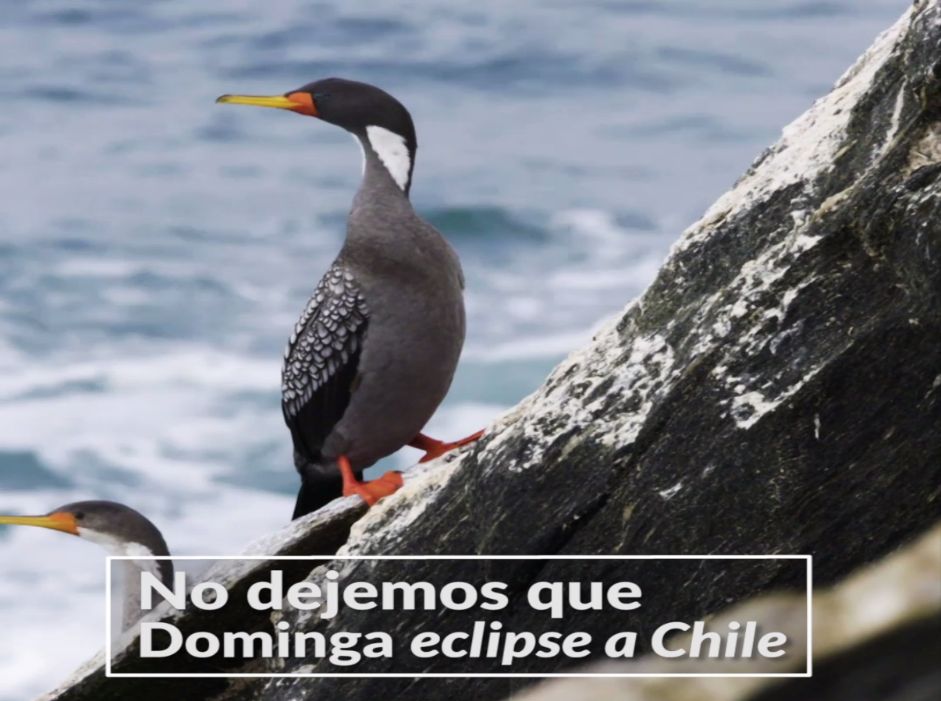 Alianza Humboldt - Diario Puerto Varas