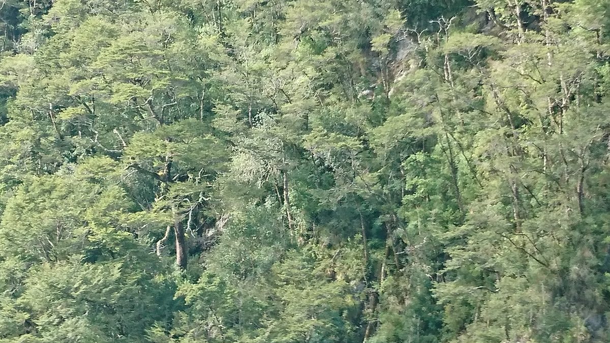 Árboles nativos - Patagonia - Diario Puerto Varas