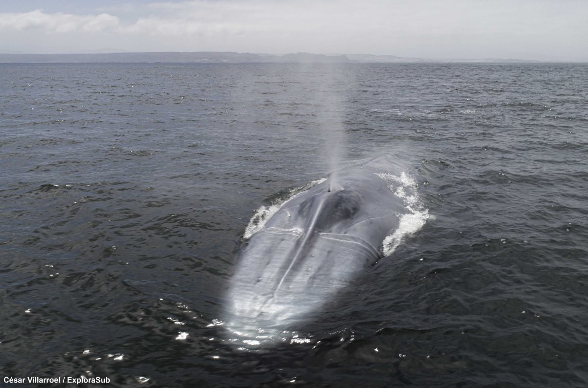 Organizaciones coinciden en avanzar en protección de ecosistemas de ballenas