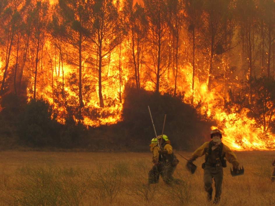 Solicitan crear el Servicio Nacional Forestal - Diario Puerto Varas