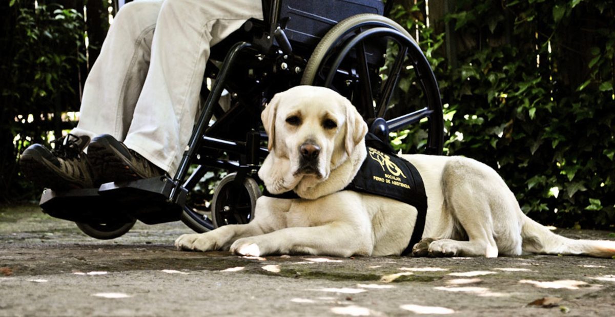 Perro de asistencia - Diario Puerto Varas