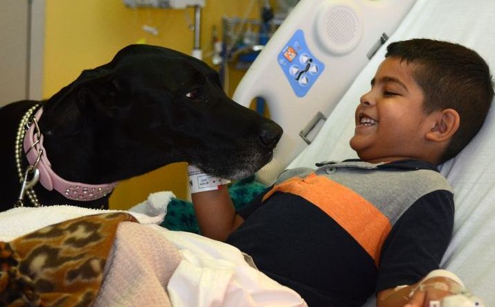 Terapia Canina para tratamiento de niños en Puerto Montt - Diario Puerto Varas