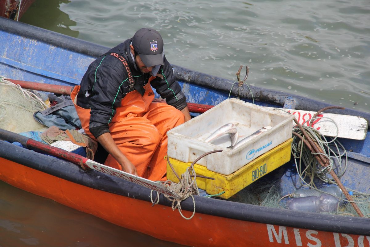 Pesca artesanal sustentable - Diario Puerto Varas
