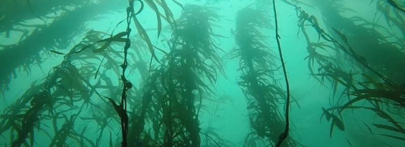 IFOP publica novedoso manual sobre cultivos de macroalgas - Diario Puerto Varas