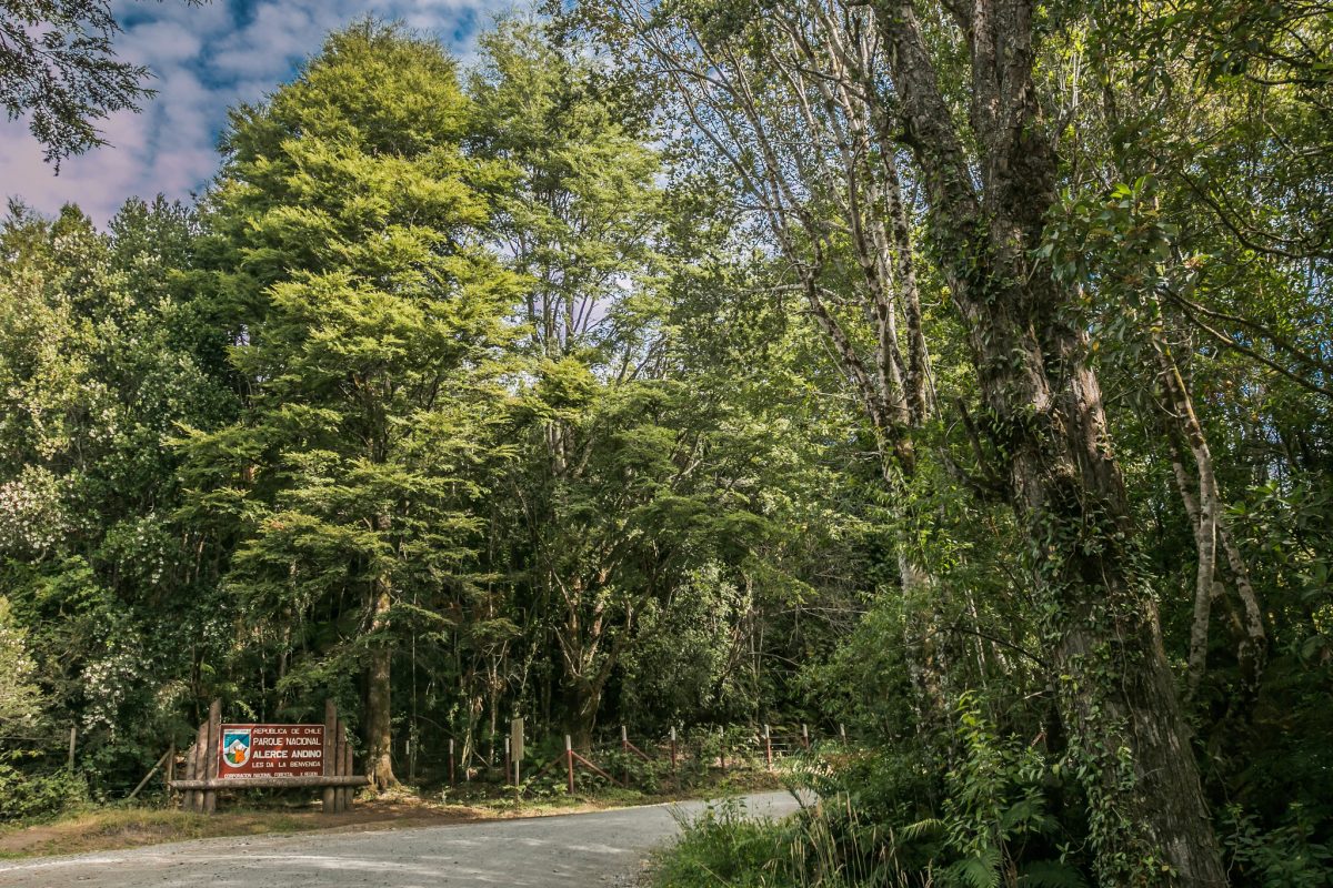 Parque Alerce Andino - Diario Puerto Varas