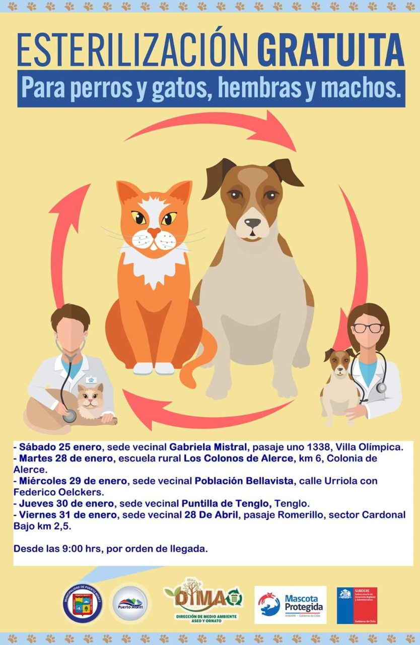 Jornadas de esterilización para perros y gatos 2020 en Puerto Montt - Diario Puerto Varas