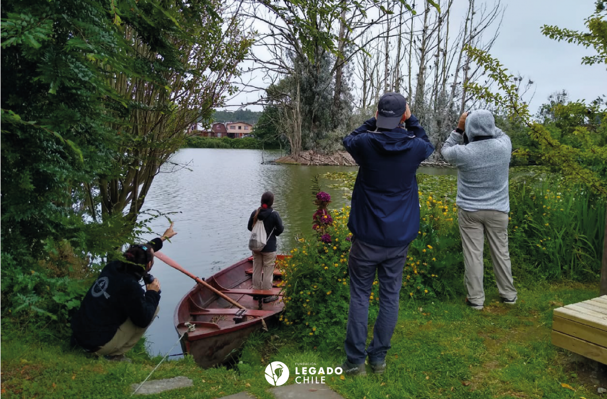 Primer censo de aves en Llanquihue - Diario Puerto Varas