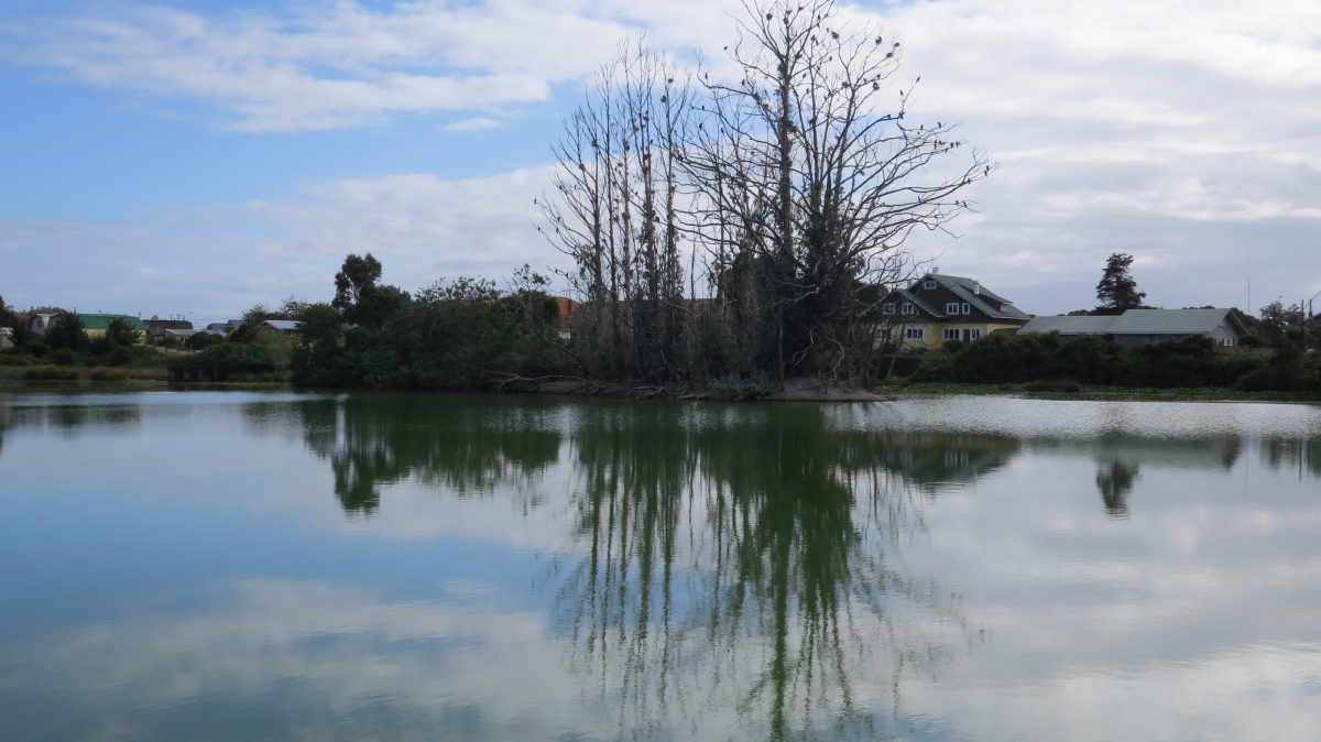 Humedal - Diario Puerto Varas