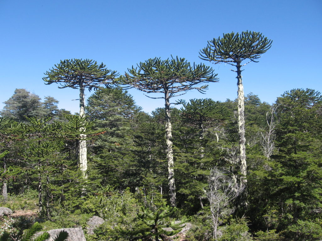 Araucarias