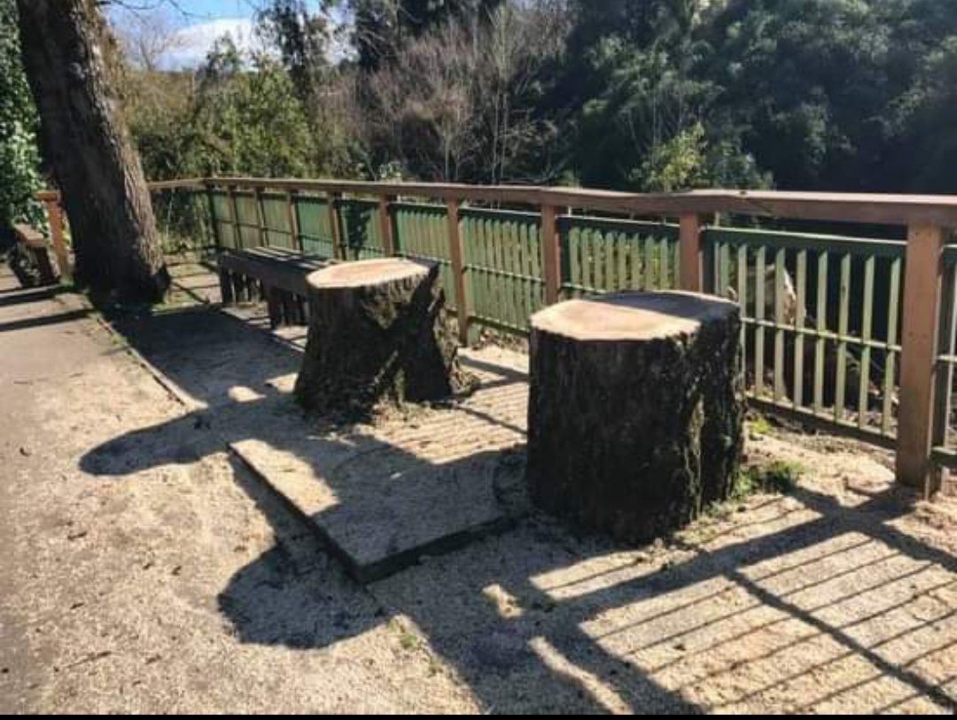 Tala de árboles en avenida Gramado