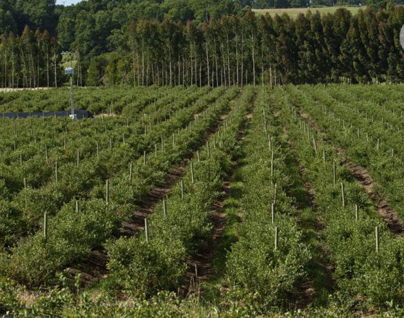vitivinícola Osorno - imagen de www.winesofchile.org
