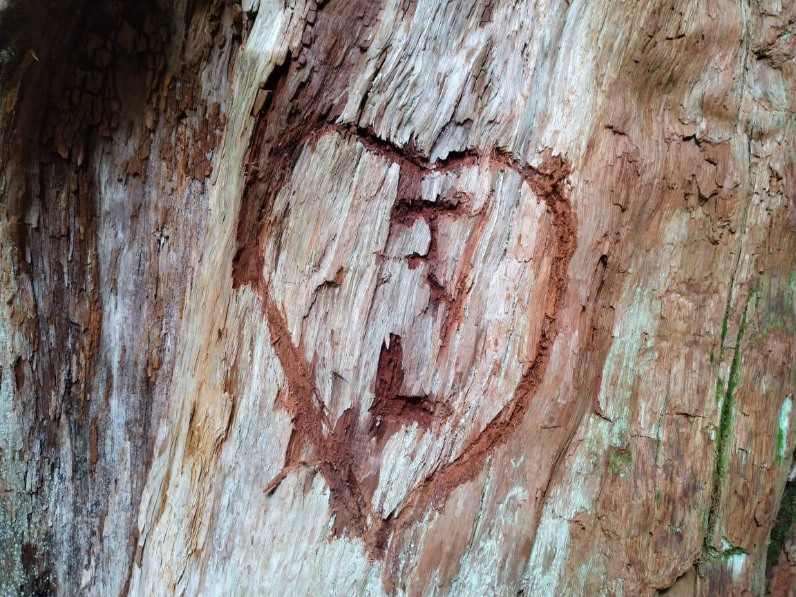 Rechazo a tallado en milenario alerce del Parque Nacional Pumalín Douglas Tompkins