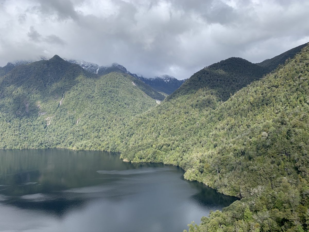 Parque Nacional Alerce Andino cumple 39 años protegiendo a una especie milenaria