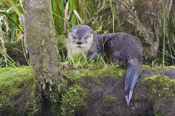 Parque Nacional Vicente Pérez Rosales invita a ser parte del Día del Huillín