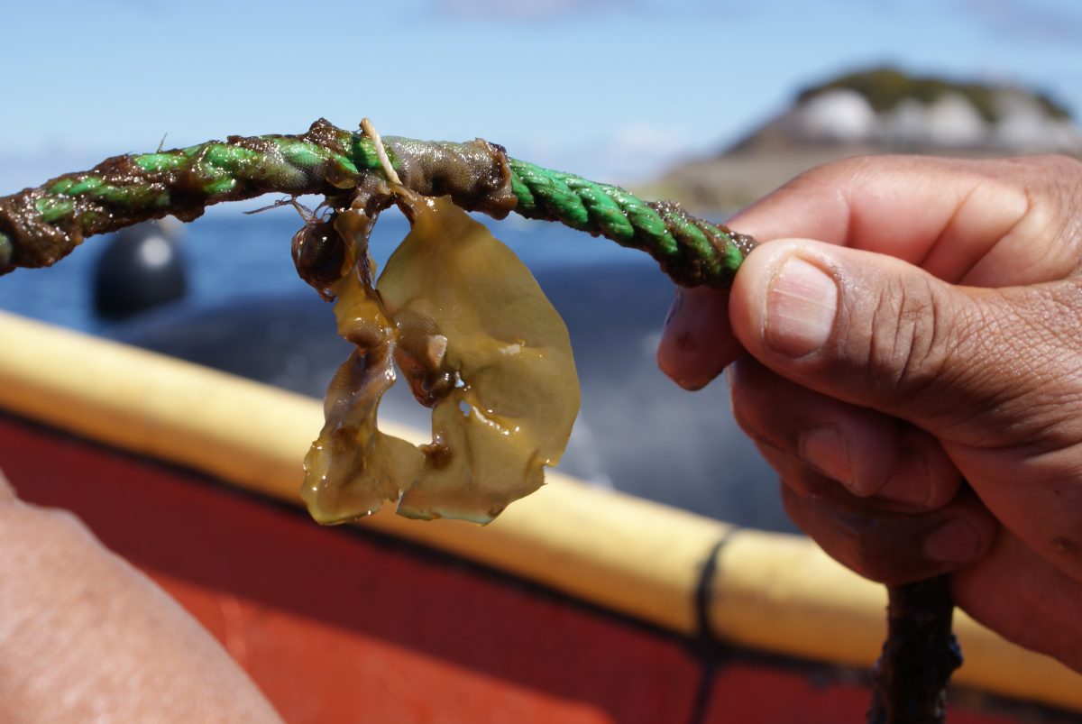 Cultivo de cochayuyo abre camino a la diversificación de la acuicultura