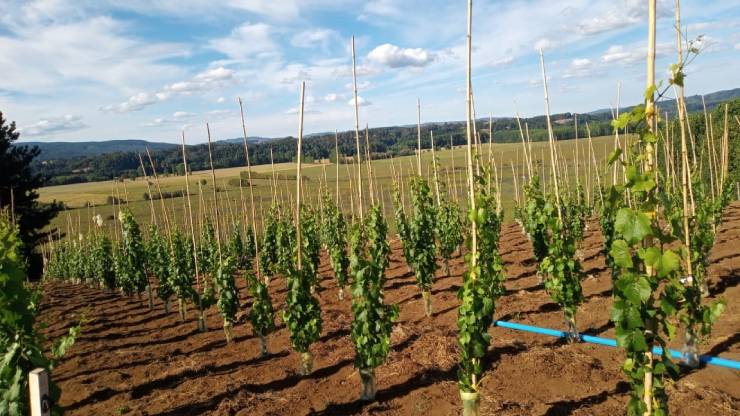 imagen de osornoenlared.cl - Pequeños agricultores reciben gratuitamente insumos para viñedos