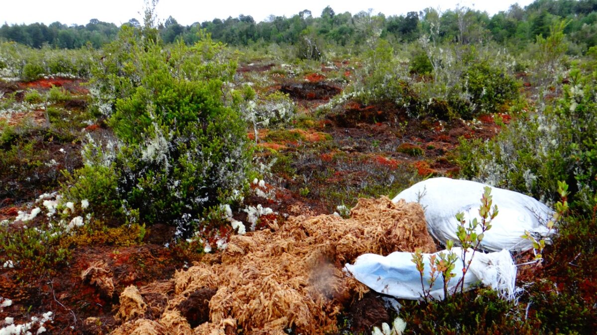 Organizaciones esperan aprobación de ley de protección de turberas y pomponales