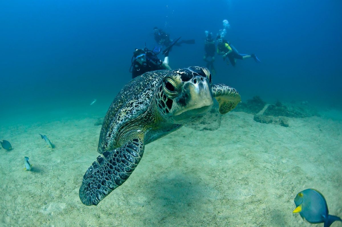 Foro Climático del Pacífico de las Américas promueve biodiversidad marina