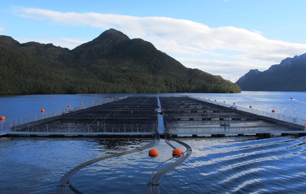 Opinión: La importancia de sacar las salmoneras de las áreas protegidas