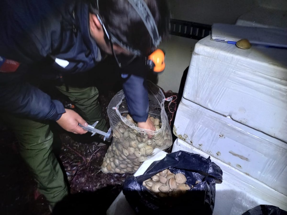 Incautan 1245 kilos de almejas sin tamaño legal para comercialización