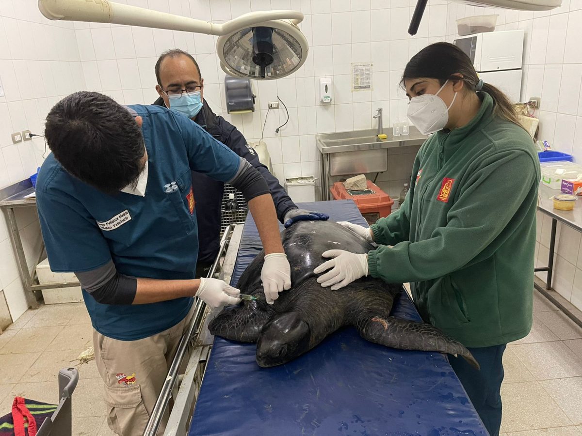 Trasladan a tortuga marina a Rancagua para ser rehabilitada