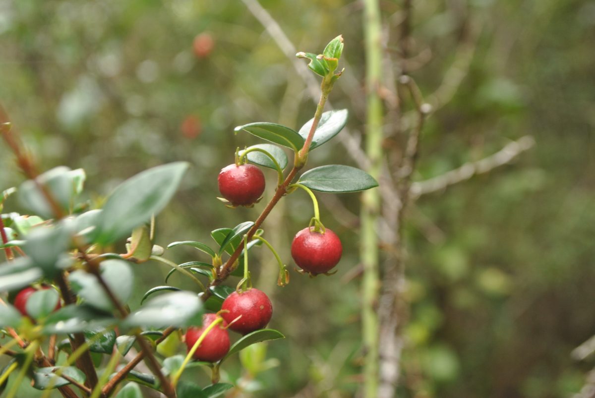 USS desarrolla proyecto sobre flora comestible de la Patagonia