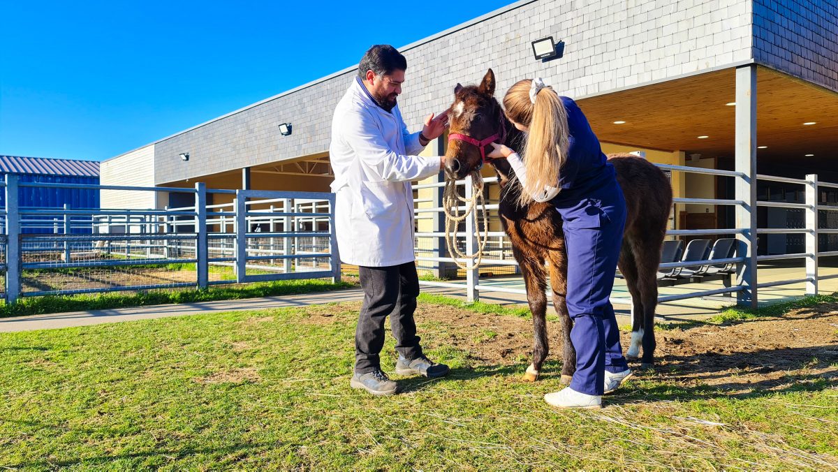 Hospital Clínico Veterinario presenta nuevos servicios de atención animal
