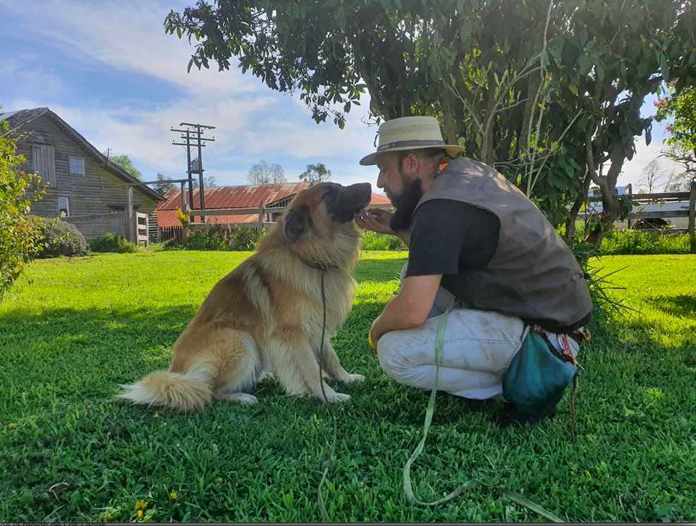 iniciativa regional busca dar hogar a perros asilvestrados