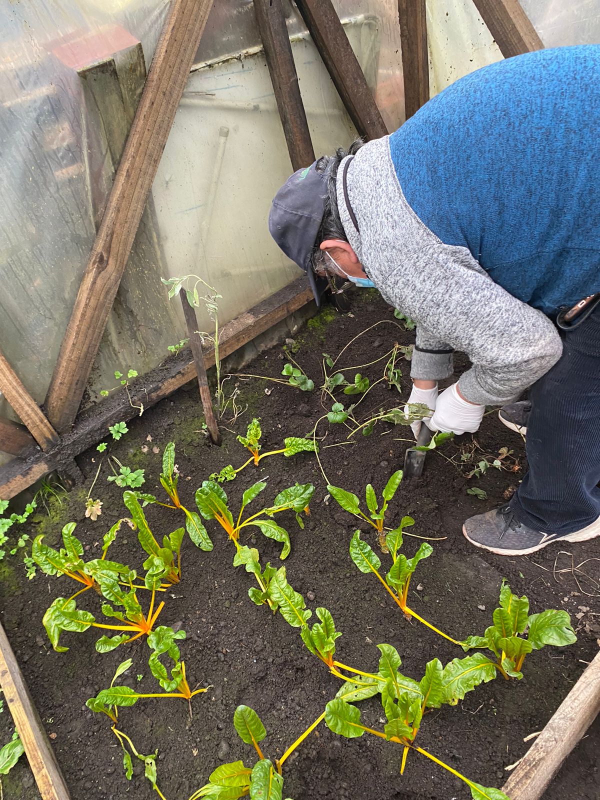 Horticultura terapéutica busca mejorar calidad de vida de personas mayores