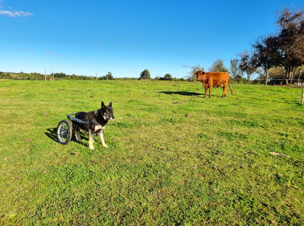 Rehabilitación animal mejora calidad de vida de mascotas